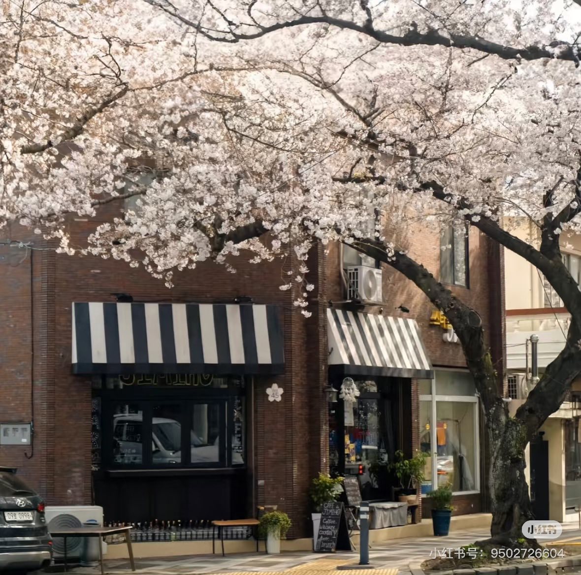 SÁU MƯƠI NĂM NUÔNG CHIỀU